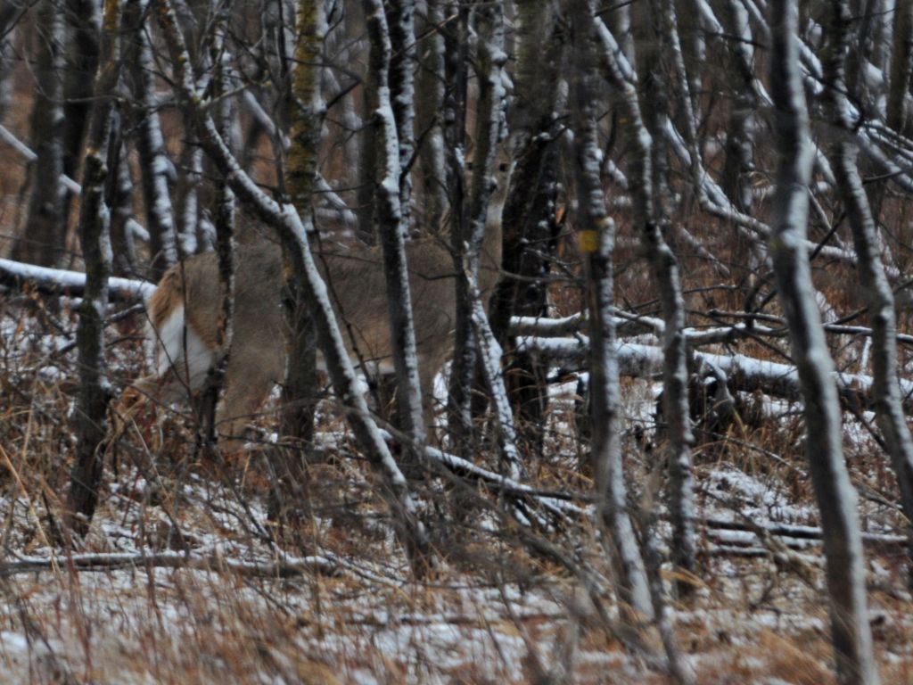 DSC_9393 (2).jpg
